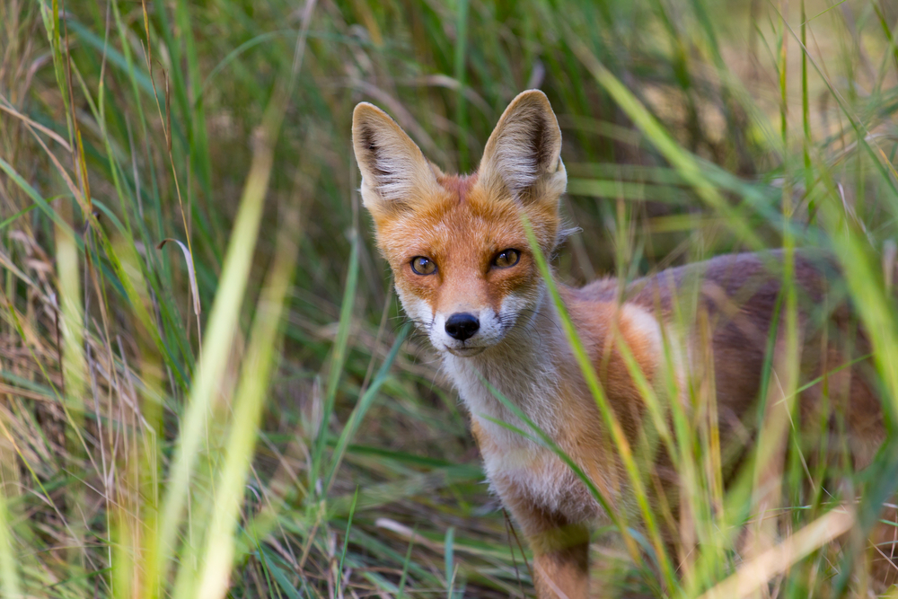 Sierra Nevada Red Fox